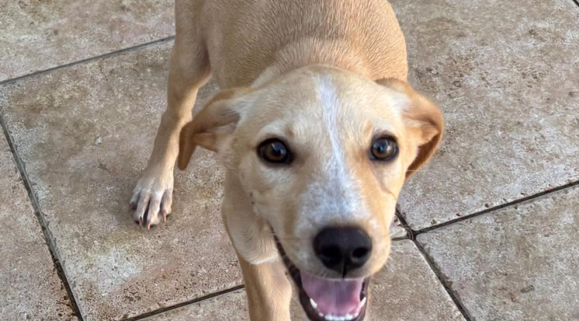 Chiens à adopter